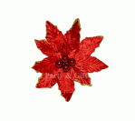 Christmas Flowers-Poinsettia